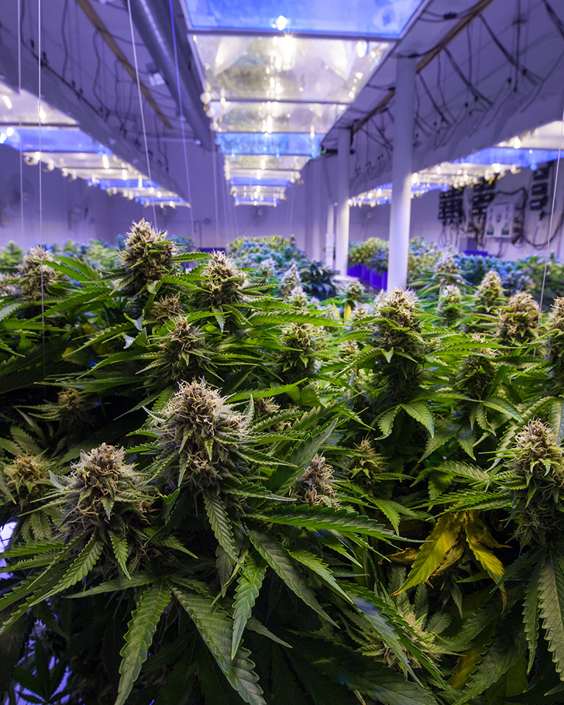 solar for cannabis industry